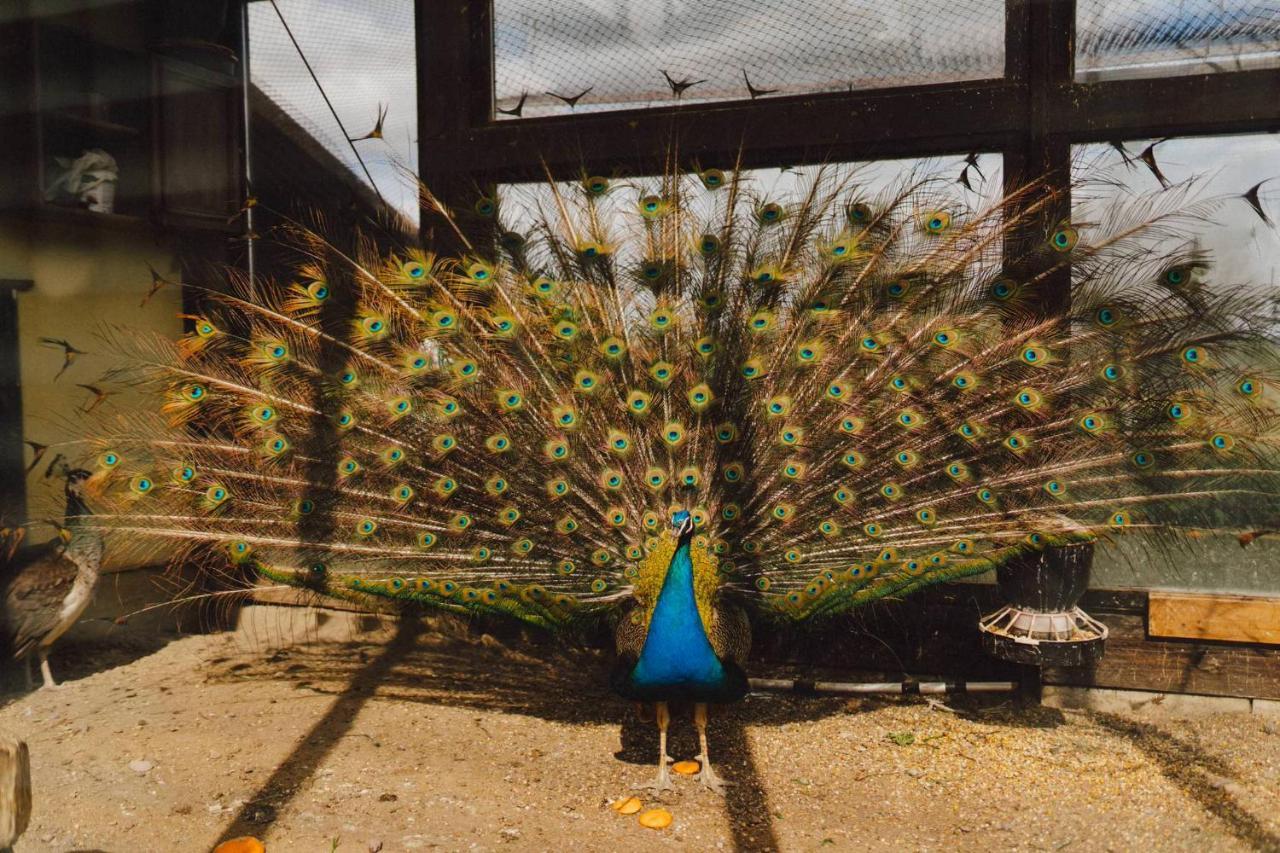 Vila Podkowa Modliszów Exteriér fotografie